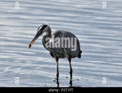 I grandi aironi blu alimentazione a Esquimalt Laguna, Royal strade, British Columbia, Canada Foto Stock