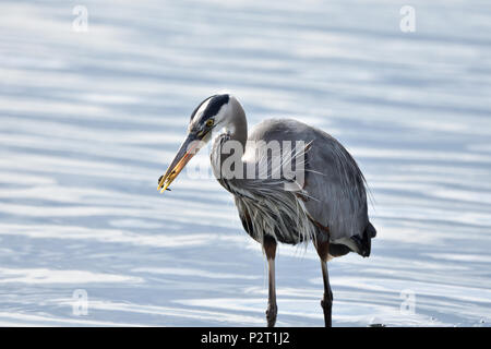 I grandi aironi blu alimentazione a Esquimalt Laguna, Royal strade, British Columbia, Canada Foto Stock