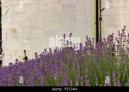 I muri in pietra servire come sfondo per un letto di lavanda. Foto Stock