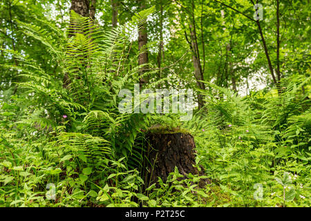 Un vecchio ceppo circondato da felci, erbe e foresta vicino castello di Neuschwanstein in Baviera, Germania. Foto Stock