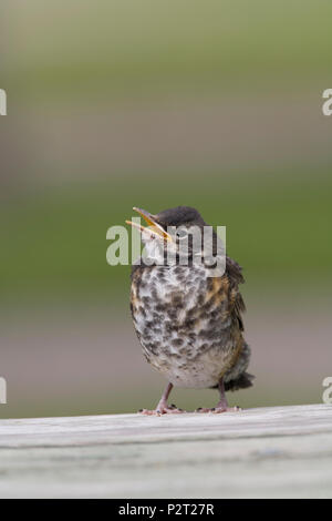 Neonata American robin (Turdus migratorius) suoni fuori dal suo nido su un tavolo da picnic. Foto Stock
