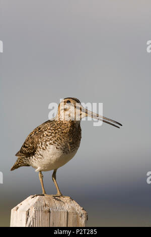 Il Wilson's beccaccino (Gallinago delicata) suona la sveglia dal suo lookout appollaiarsi su un palo da recinzione. Snipe vigilare attentamente quando hanno i giovani. Foto Stock