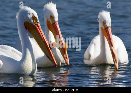 Tre Americano bianco pellicani (Pelecanus erythrorhyncos) galleggiante insieme. Foto Stock