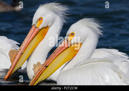 Due Americano bianco pellicani (Pelecanus erythrorhyncos) huddle insieme. Foto Stock