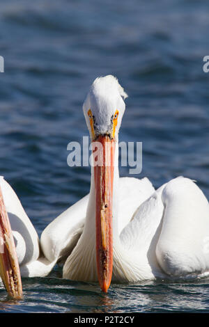 Americano bianco pellicano (Pelecanus erythrorhyncos) coetanei attentamente l'acqua mentre si cerca di pesce. Foto Stock