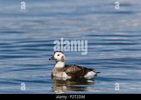 Adulto di sesso femminile di inverno long-tailed duck (Clangula hyemalis) nuota. (Maschio ha l'omonimo lunga coda). Foto Stock