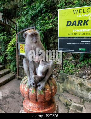 Lunga coda di macaco e il suo bambino seduto su un pilastro di pietra a Grotte Batu, Selangor, Malaysia Foto Stock