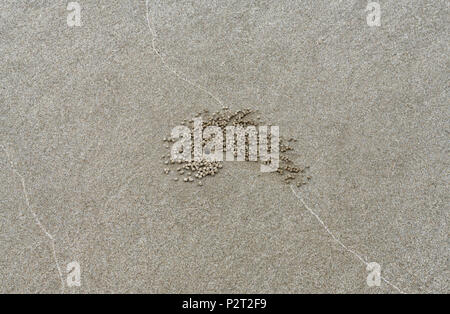 Burrows e sabbia e agglomerati in forma di pellets a sinistra dalla sabbia gorgogliatore granchi sulla spiaggia in Kota Kinabalu, Borneo Malaysia Foto Stock