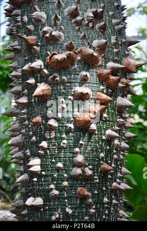 Il filo interdentale in seta albero / Ceiba speciosa. Foto Stock