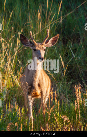 Mule Deer, Odocoileus hemionus in mattina presto luce in Devil's Tower National Monument in Wyoming. Foto Stock