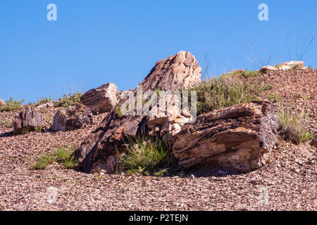 Registri pietrificato nel cristallo area forestale del Parco Nazionale della Foresta Pietrificata in Arizona. Oltre 200 milioni di anni sono passati da quando questi cryst Foto Stock