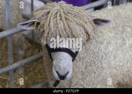 Cotswold lion ovini in una penna Foto Stock