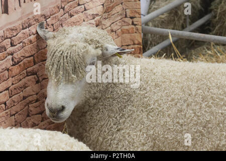 Cotswold lion ovini in una penna Foto Stock