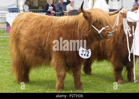 Highland mucca in un anello di mostra Foto Stock