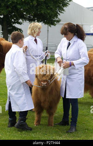 Highland vitello in un anello di mostra Foto Stock