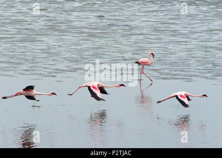 Fenicotteri rosa, Walvis Bay, Regione di Erongo, Namibia Foto Stock