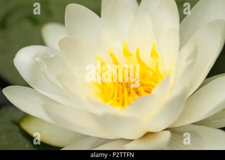 Ninfea. Nymphaea alba. Foto Stock