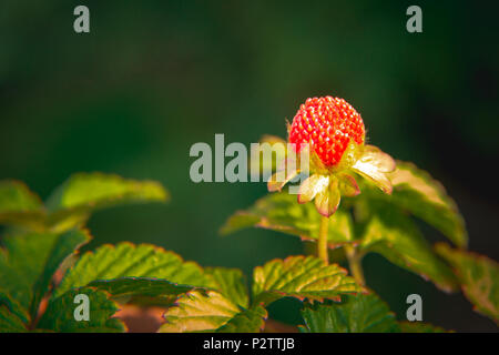 Potentilla pianta indica (Fiore giallo fragola) con sfondo verde Foto Stock