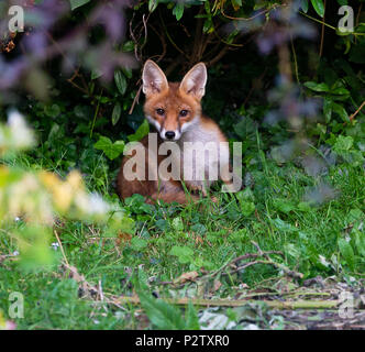 Fox Cup pause da giocare in un giardino Foto Stock
