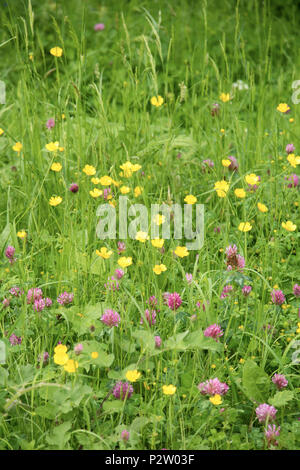 Trifoglio e Renoncules in un tradizionale prato di fiori selvaggi, England, Regno Unito Foto Stock