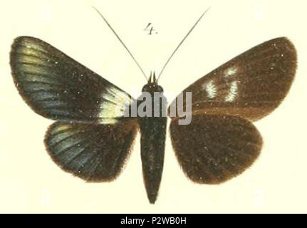 04-Burgena chalybeata Rothschild 1896 Foto Stock