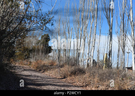 Album fotografico con piante autoctone di Argentina. Fotografie scattate in autunno, mezza giornata di tempo. Foto Stock