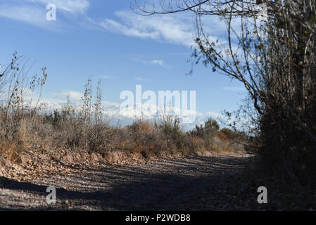 Album fotografico con piante autoctone di Argentina. Fotografie scattate in autunno, mezza giornata di tempo. Foto Stock