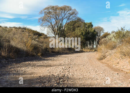 Album fotografico con piante autoctone di Argentina. Fotografie scattate in autunno, mezza giornata di tempo. Foto Stock