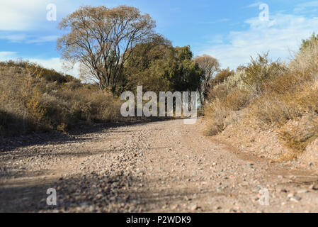 Album fotografico con piante autoctone di Argentina. Fotografie scattate in autunno, mezza giornata di tempo. Foto Stock