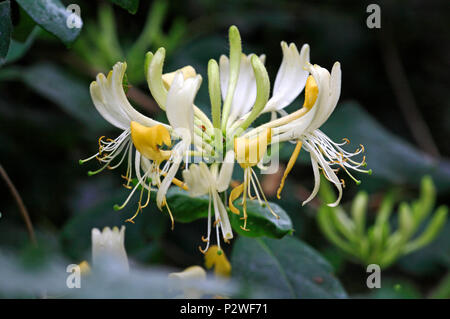 Una vista di una testa di fiori di caprifoglio, Lonicera periclymenum. Foto Stock