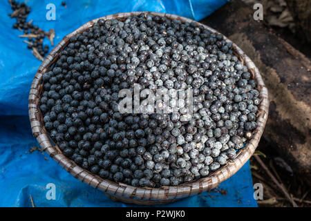 La paglia cesto pieno di prodotti freschi acai bacche di vendere a un equo nella città di Belem, Brasile. Foto Stock