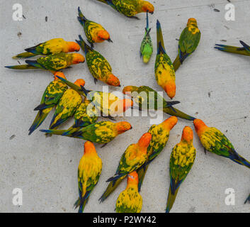 Pappagallo colorato presso il parco naturale di Langkawi, Malesia. Foto Stock