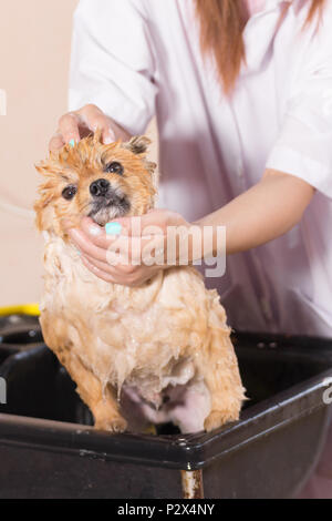 L'ora del bagno con il bianco pomerania grooming doccia, cane sano concetto. Foto Stock