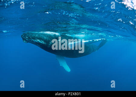 Humpback Whale (Megaptera novaeangliae), Silverbanks, Repubblica Dominicana Foto Stock