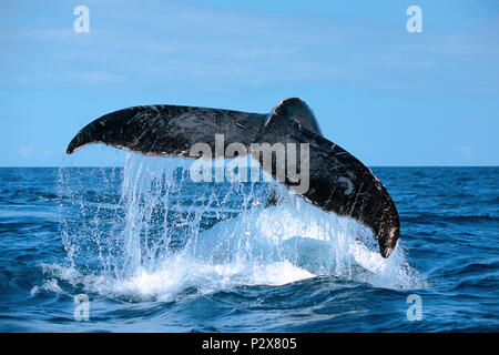 Scendendo Humpback Whale (Megaptera novaeangliae) mostra la sua passera nera, Ile de Contador, Panama Foto Stock