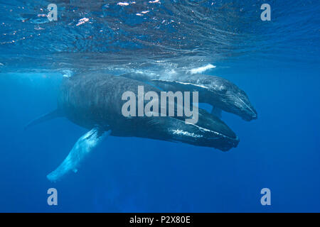 Le balene con la gobba (Megaptera novaeangliae), madre di vitello, Silverbanks, Repubblica Dominicana Foto Stock