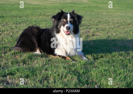 Adorabili in bianco e nero il cane pastore riposo in erba Foto Stock