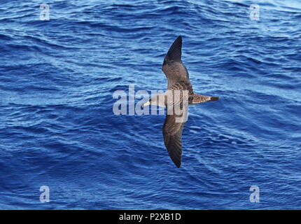 La Berta Maggiore (Calonectris borealis) adulto in volo, fesa Isole Canarie, Oceano Atlantico possono Foto Stock