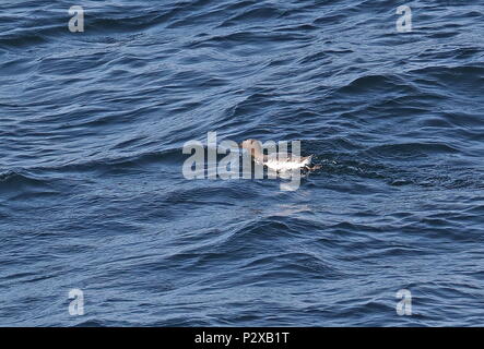 Comune di Guillemot (Uria aalge) adulto nuotare nel mare oceano Atlantico off costa di Brirany, la Francia può Foto Stock