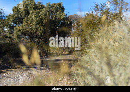 Album fotografico con piante autoctone di Argentina. Fotografie scattate in autunno, mezza giornata di tempo. Foto Stock