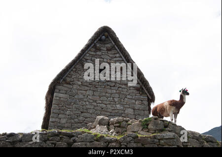 Un Llama sorge di fronte a un vecchio edificio sulla vetta del Machu Picchu e guarda attraverso la valle Foto Stock