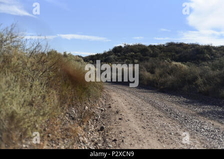 Album fotografico con piante autoctone di Argentina. Fotografie scattate in autunno, mezza giornata di tempo. Foto Stock