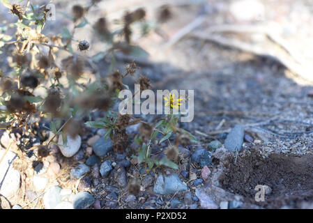 Album fotografico con piante autoctone di Argentina. Fotografie scattate in autunno, mezza giornata di tempo. Foto Stock