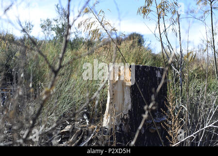 Album fotografico con piante autoctone di Argentina. Fotografie scattate in autunno, mezza giornata di tempo. Foto Stock