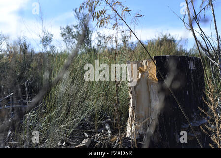 Album fotografico con piante autoctone di Argentina. Fotografie scattate in autunno, mezza giornata di tempo. Foto Stock