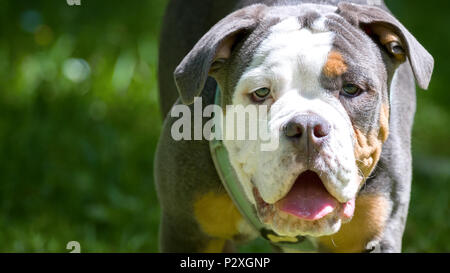 Ritratto di un Dorset Olde Tyme Bulldog nel parco. Lilla insolita tri-color razza. Spazio per il testo. Foto Stock