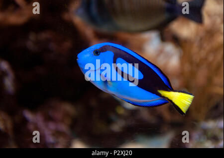 Regal blue tang, surgeonfish tavolozza, o ippona tang, un'Indo-Pacifico surgeonfish di Paracanthurus hepatus specie con blu brillante Foto Stock