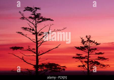 Sitka Abete (Picea sitchensis) tramonto, Ecola State Park, Lewis & Clark National Historic Park, Oregon Foto Stock