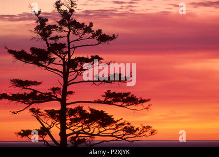 Sitka Abete (Picea sitchensis) tramonto, Ecola State Park, Lewis & Clark National Historic Park, Oregon Foto Stock