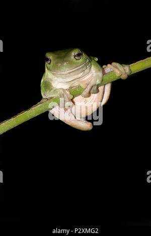 Un australiano ranocchio verde si rilassa su un Palm frond in Kuranda, Queensland. Foto Stock
